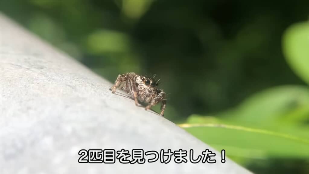 公園でハエトリグモを捜索