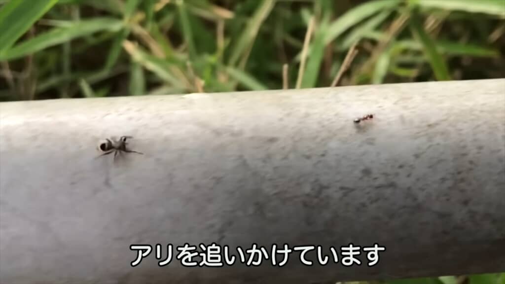 公園でハエトリグモを捜索