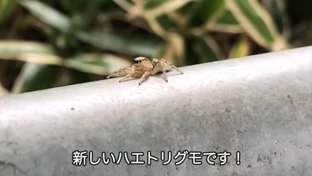 公園でハエトリグモを捜索