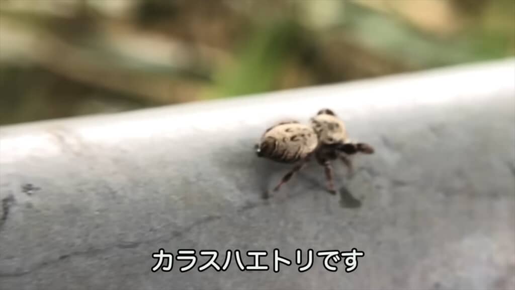 公園でハエトリグモを捜索