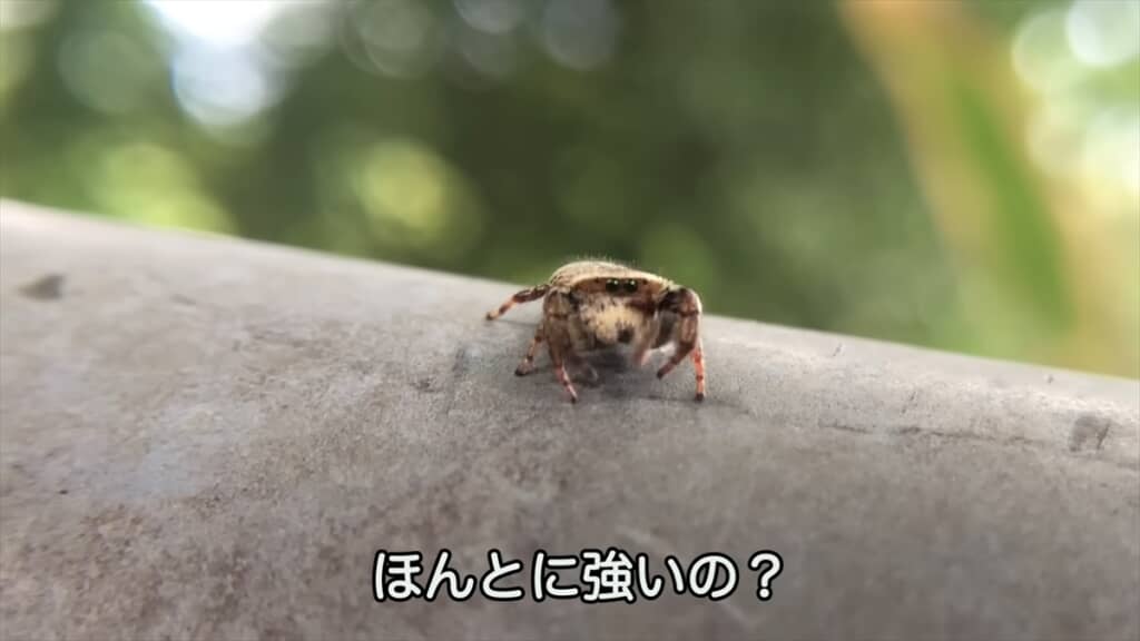 公園でハエトリグモを捜索