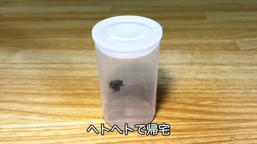 公園でハエトリグモを捜索