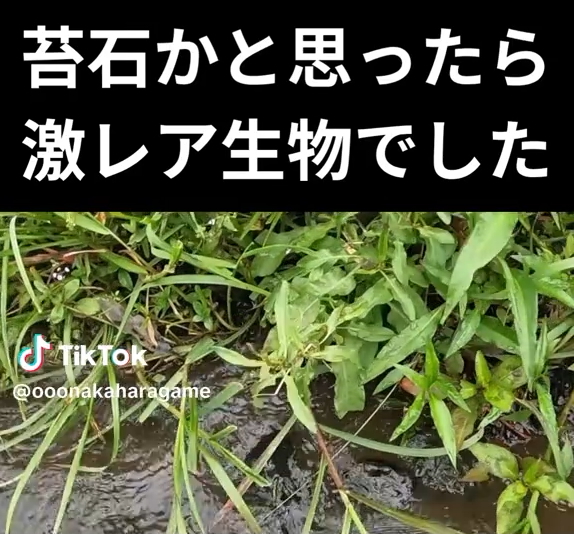 右下の苔石のようなものに注目