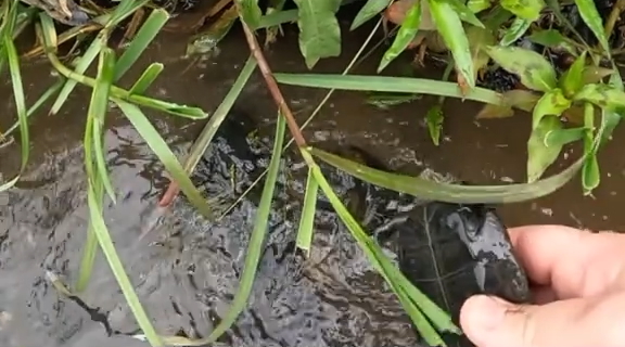 ひっくり返すとカメのおなかが！