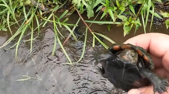 「しっかり見たらカメなんですよね」