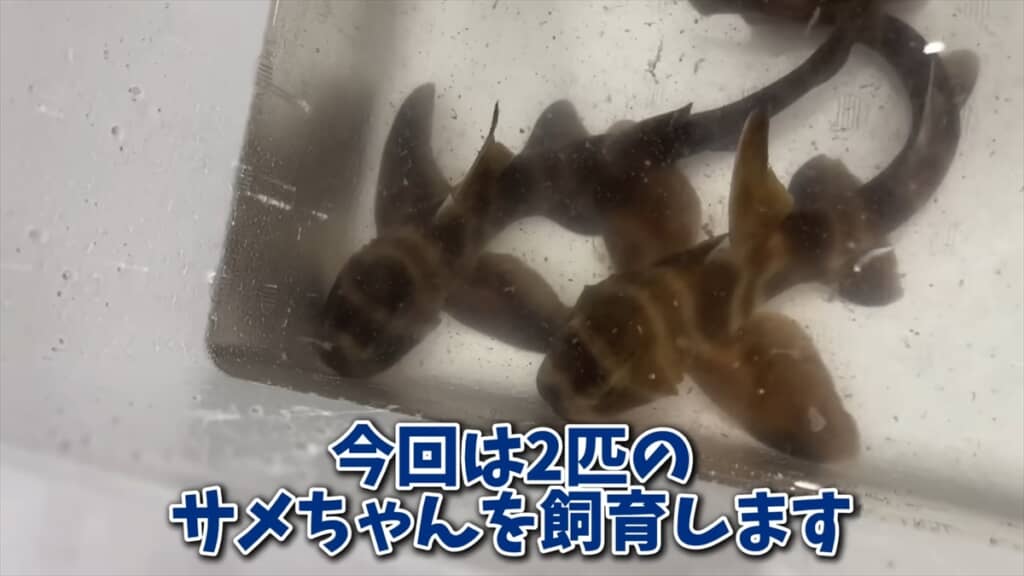 スーパーに入荷したサメをペットとして飼う
