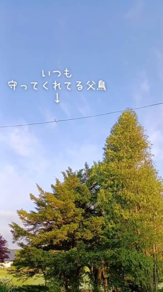 お父さん鳥の姿も