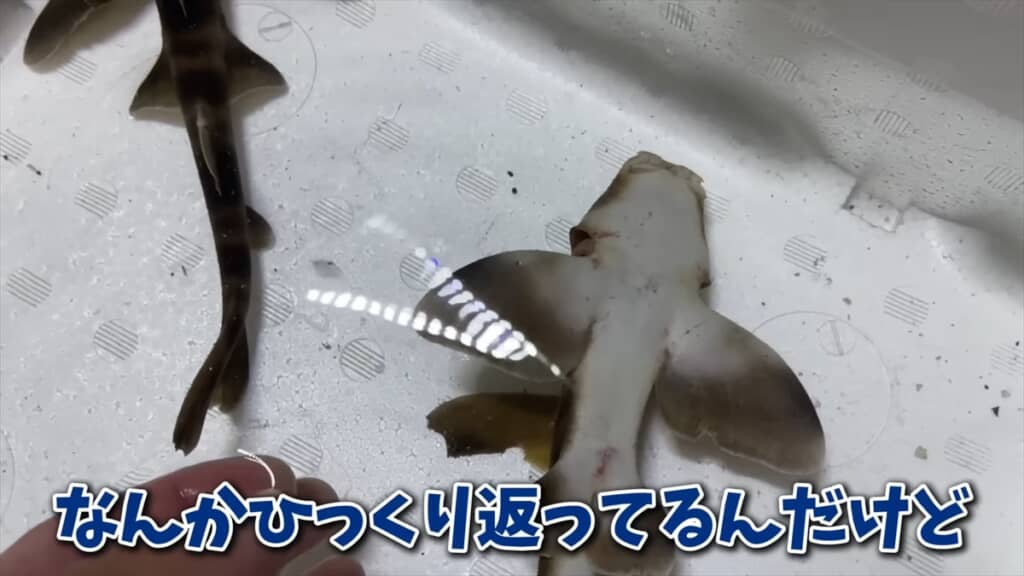スーパーに入荷したサメをペットとして飼う