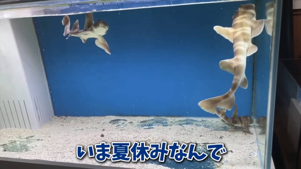 スーパーに入荷したサメをペットとして飼う