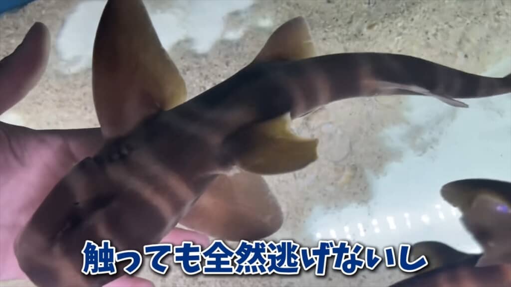 スーパーに入荷したサメをペットとして飼う