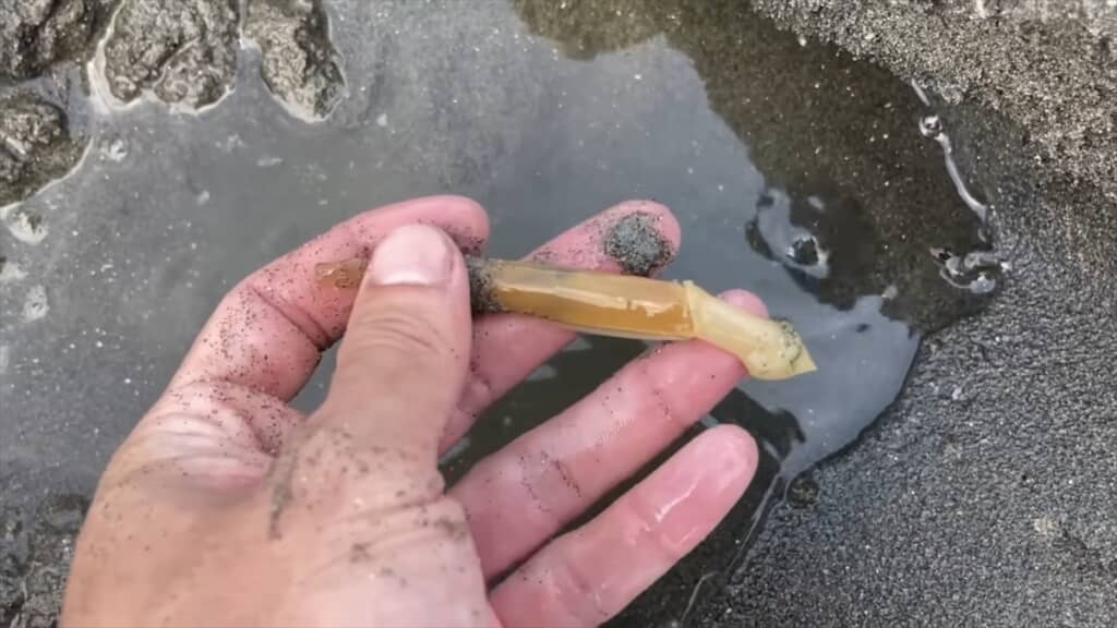 スーパーに入荷したサメをペットとして飼う