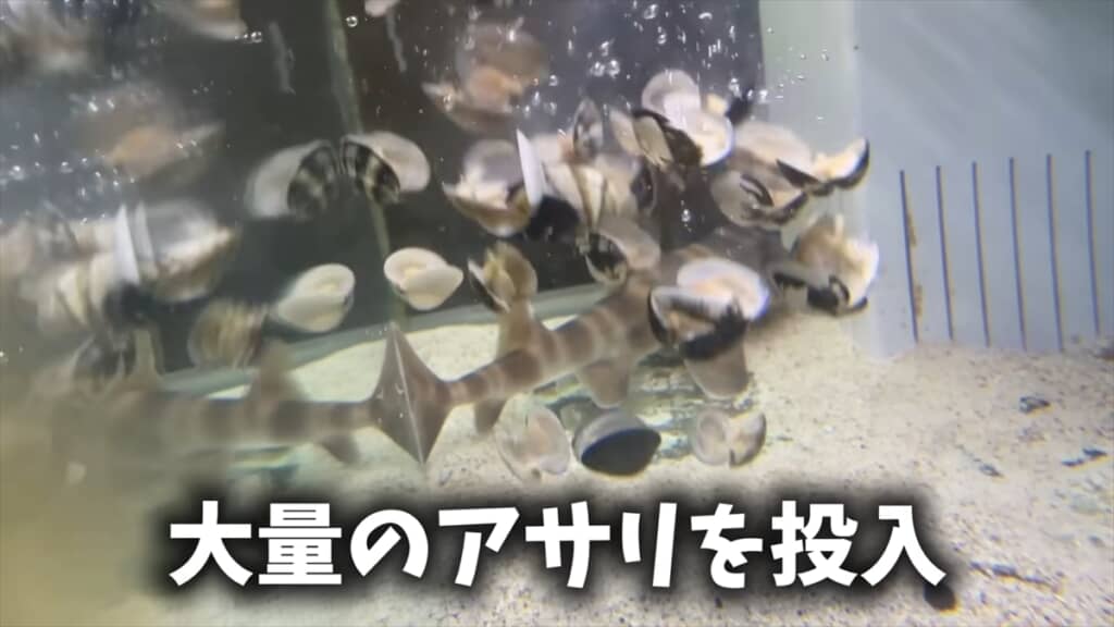 スーパーに入荷したサメをペットとして飼う