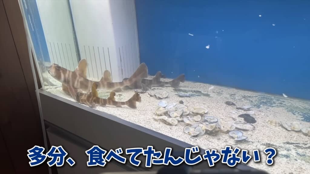 スーパーに入荷したサメをペットとして飼う