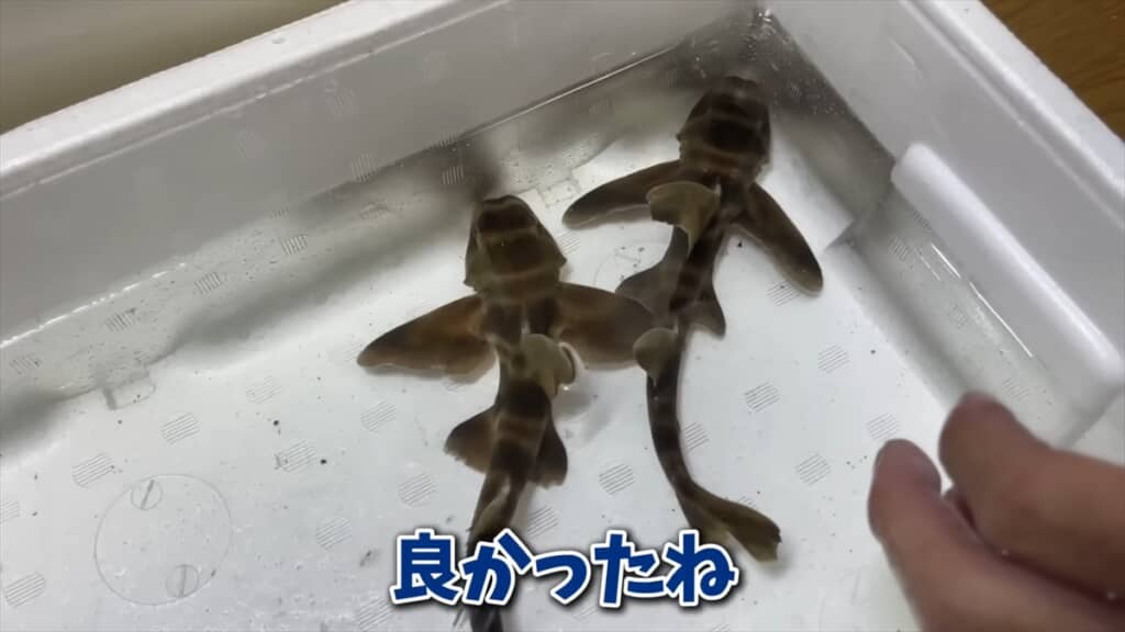 スーパーに入荷したサメをペットとして飼う