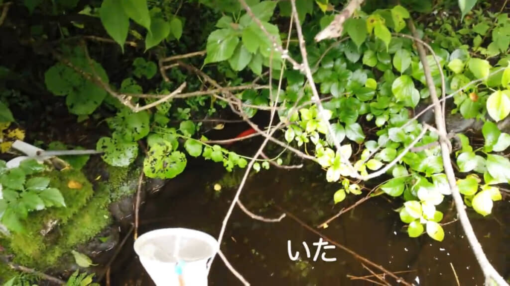 まだ元気に生きていたことに安心