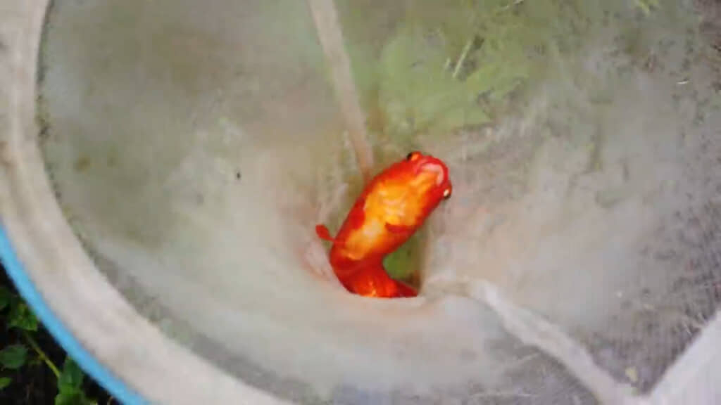 大きく、きれいな色の金魚です