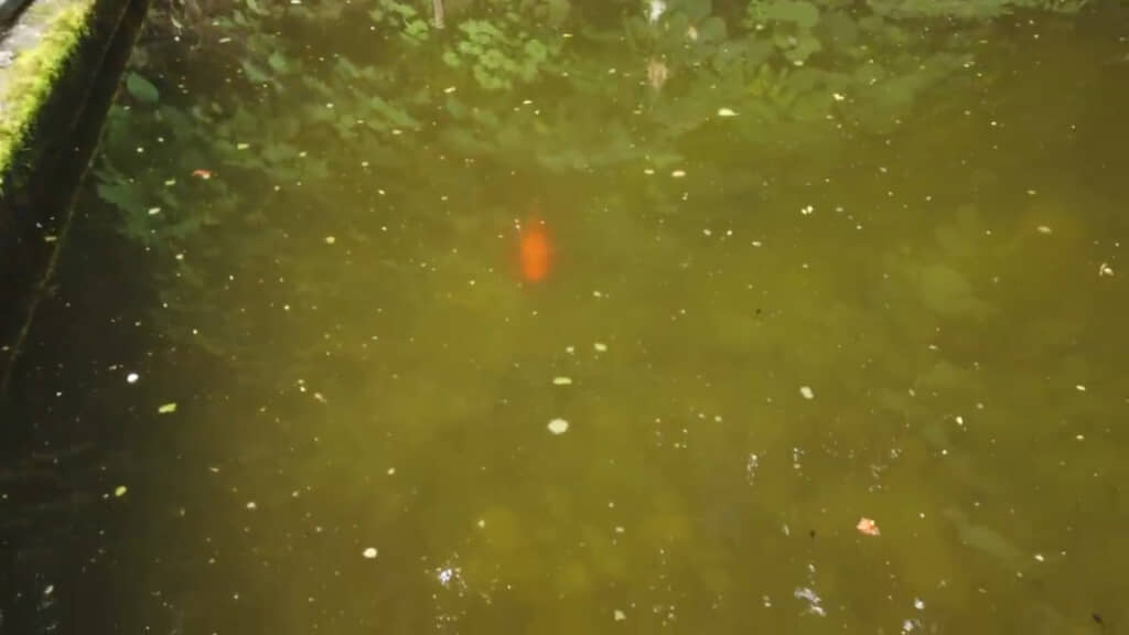 金魚にむかって話しかけると……