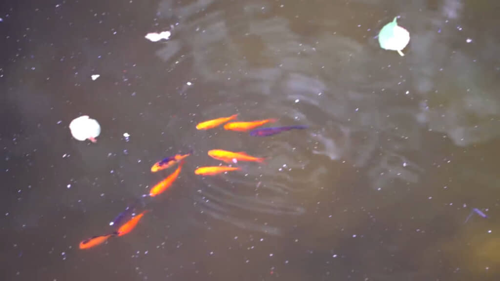 新しくお迎えした金魚たち。大きくなってね！