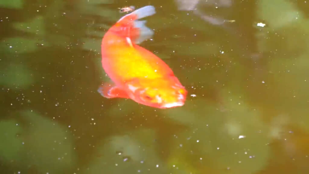 これからも元気に過ごせますように