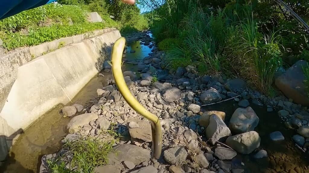 立派なウナギをゲット！