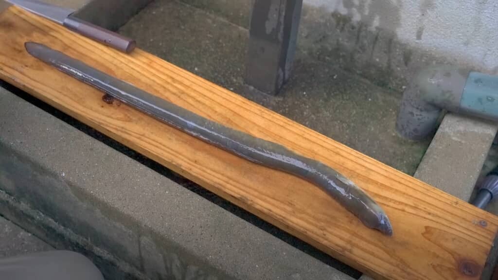 冷凍保存しておいた「ヌシ」のウナギ