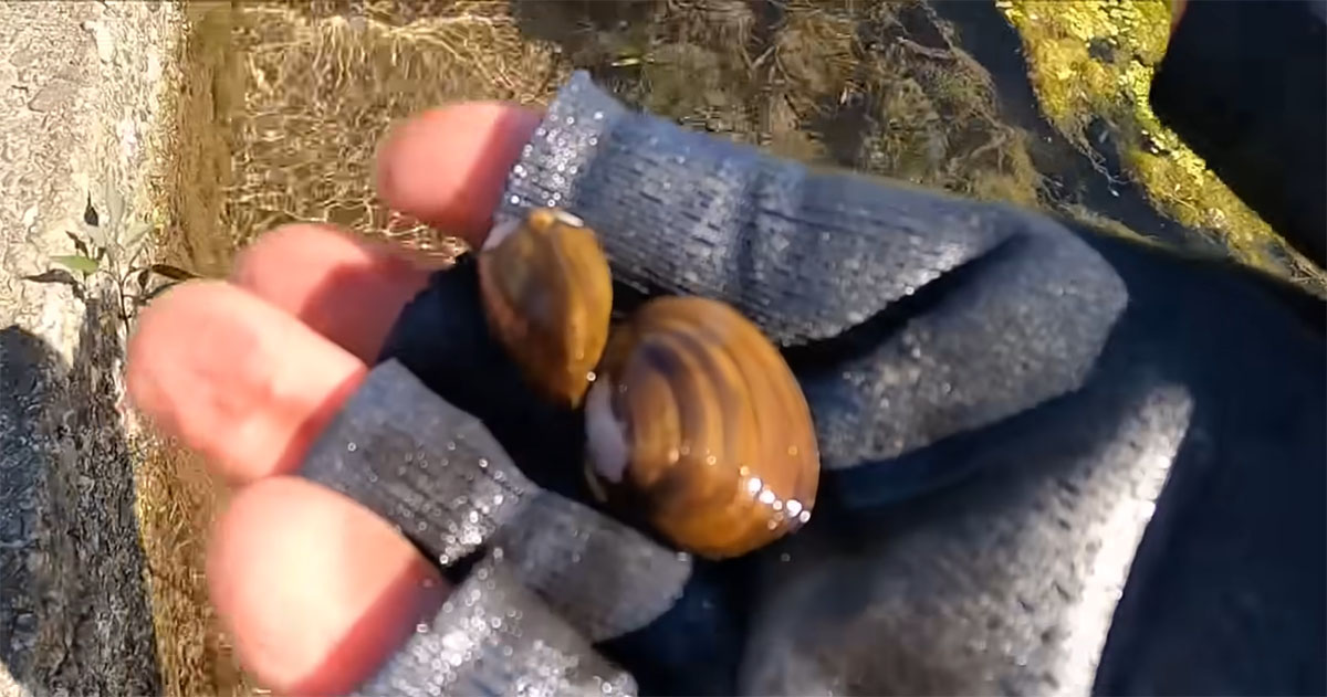 シジミを見つけた清らかな水路に網を入れてみると……　元気に動く“生きた化石”に「かなりスゲー」「夢の話だ」（1/3） | その他生き物 ねとらぼ