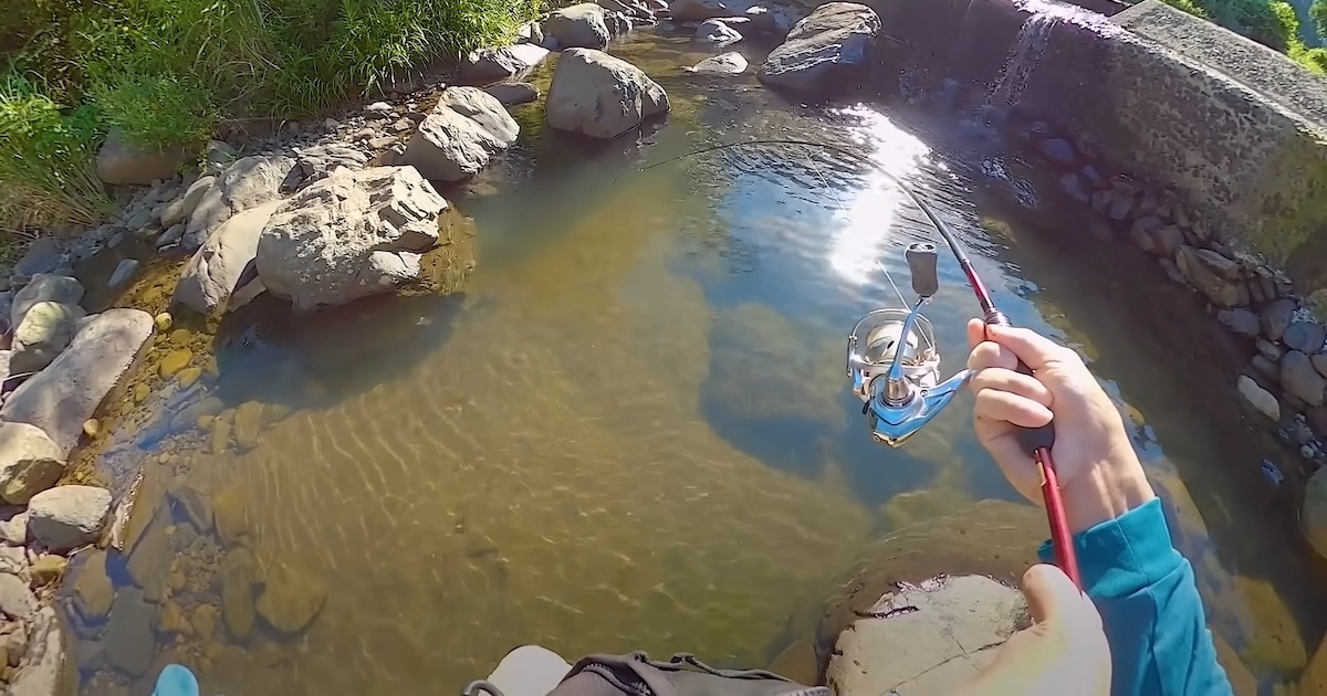 川の岩下に、釣り糸を垂らしてみたら……「すごい」　隠れていた“驚きのヌシ”に「最高」「ワクワクする」（1/2） | その他生き物 ねとらぼ