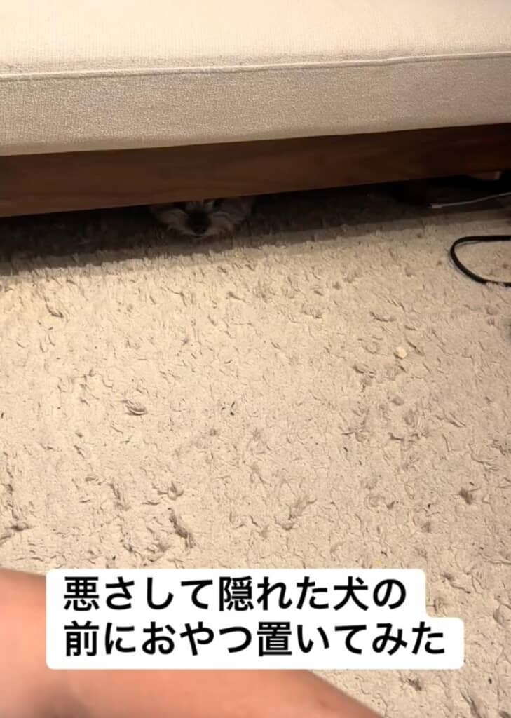 悪さをして隠れているピーターくん