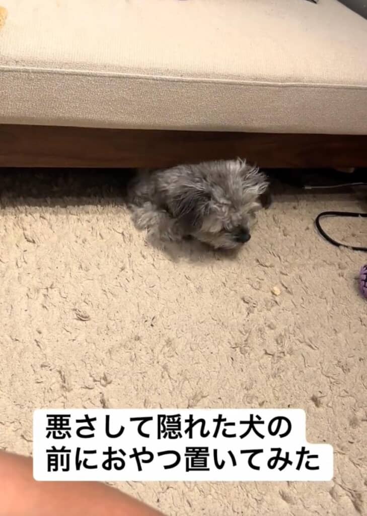 ベッドの下らかニョキっと現れ……