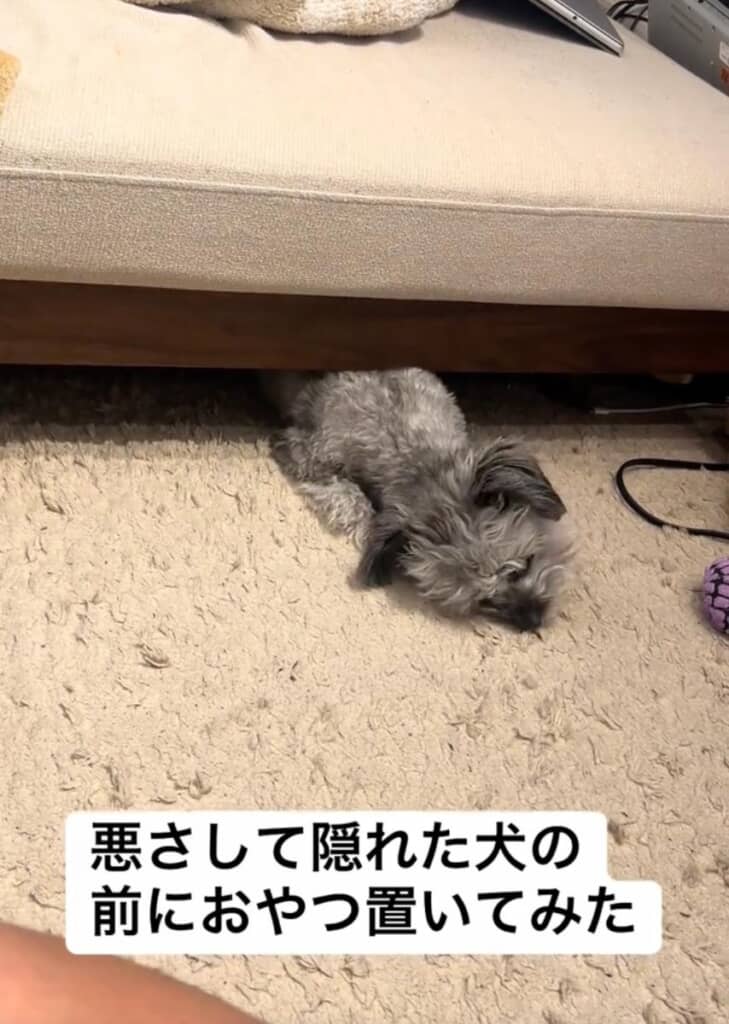 おやつをパクリ！