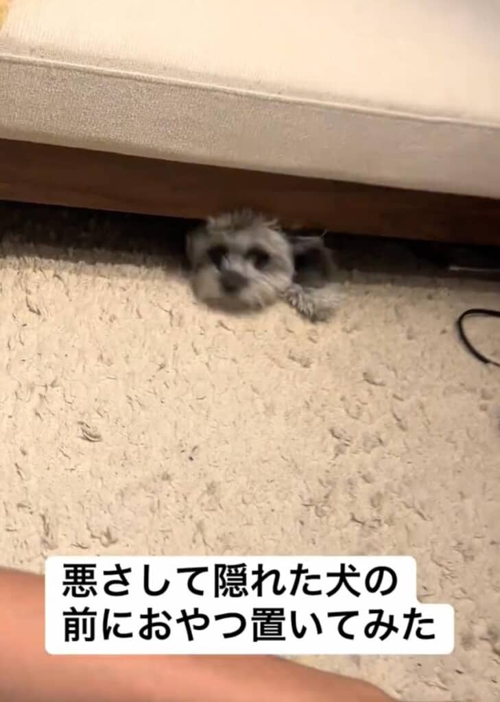 あっという間のベッドの下へ