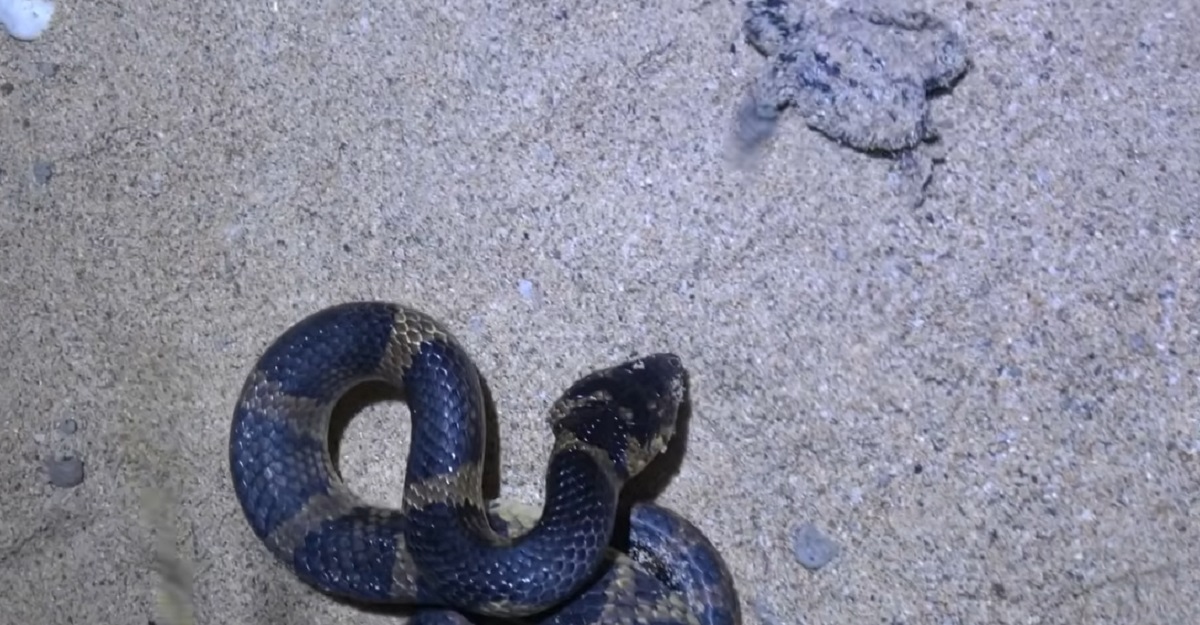 ウミガメの赤ちゃんに、巨大ヘビが近づいて…… 衝撃が走る結末に「凄い