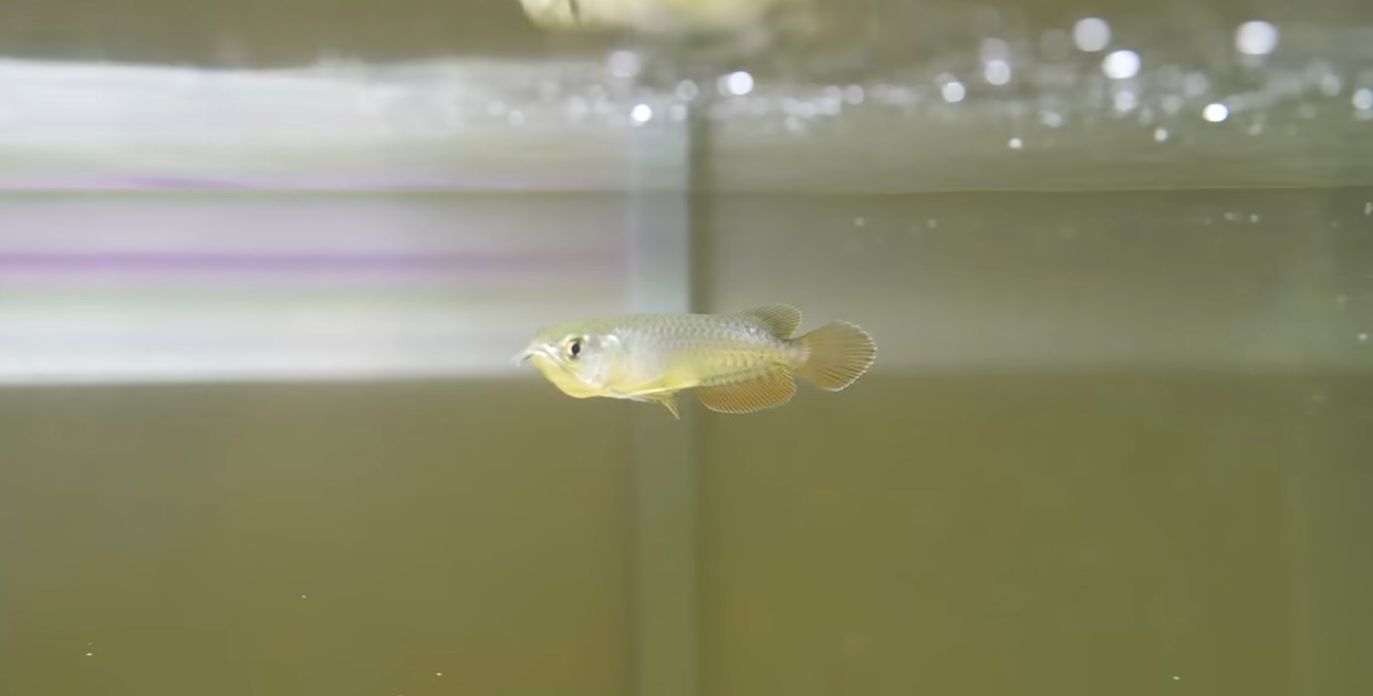 小さな小さな“高級観賞魚”→腹パンパンになるまで食わせて育てたら1カ月後……　開いた口がふさがらない変化に驚きの声（1/3） | その他生き物 ねとらぼ