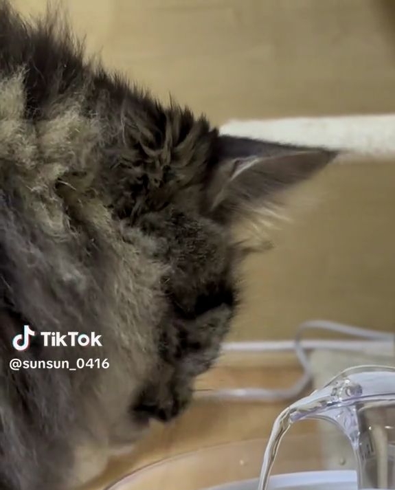 どうやって水を飲むのかな？