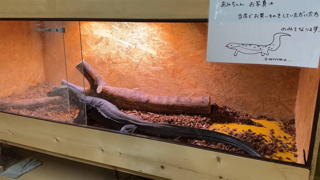 ペアリングさせるオスを迎えに行きます