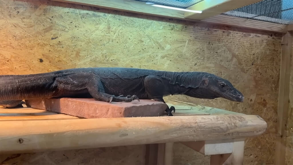 むーちゃんとペアリングさせる、オスのサルバトールモニターです