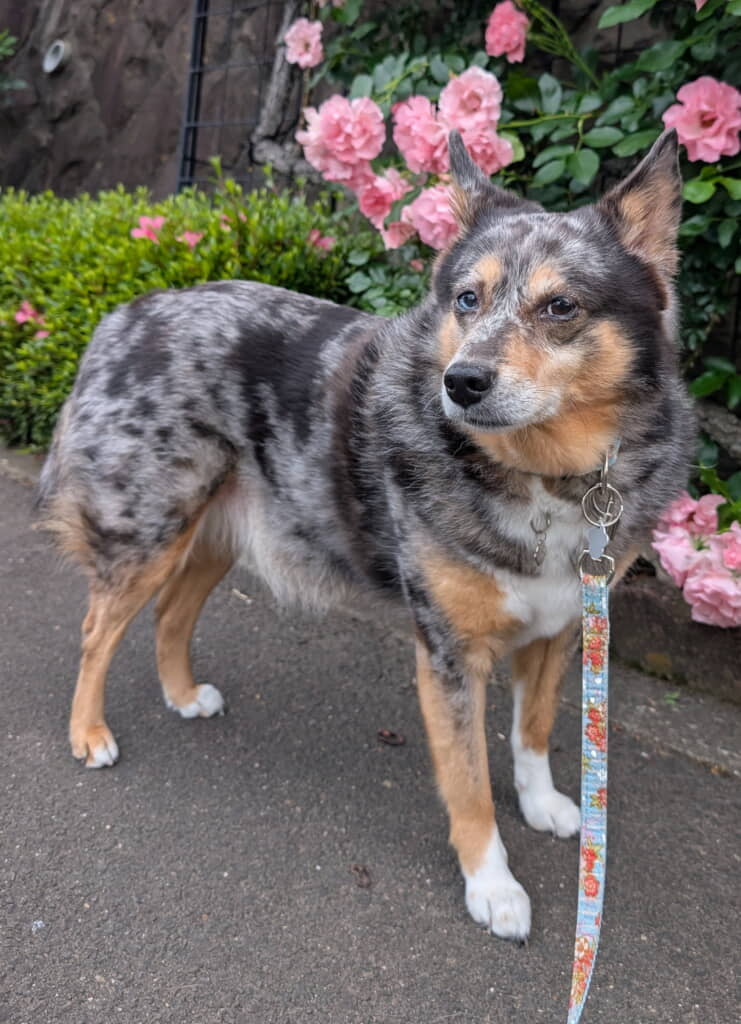 なつめちゃんの犬種は……