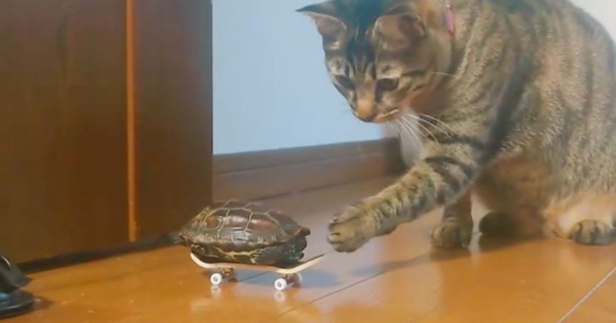 カメさんにスケボーを与えた初日→1年後……「エーッ!?」　予想外の進化に「すごい才能発揮」（1/2） | その他生き物 ねとらぼ