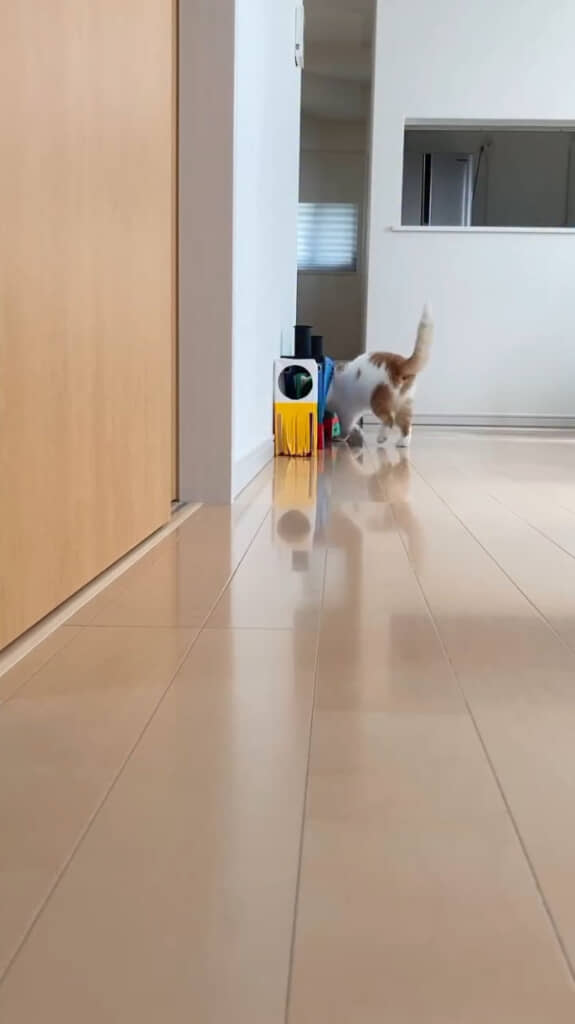 紙袋に自分から入ると……