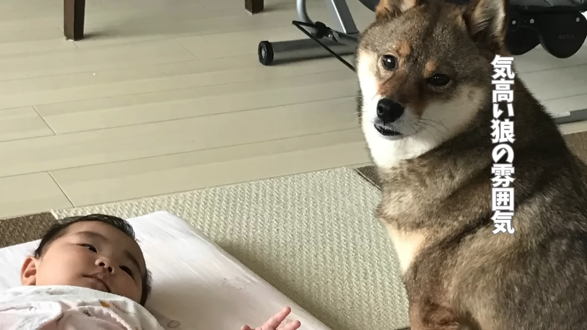 いつも一緒だった生後半年の赤ちゃんと4歳の柴犬→7年の時がたち……　涙を誘う現在の姿が45万再生（1/3） | 犬 ねとらぼ