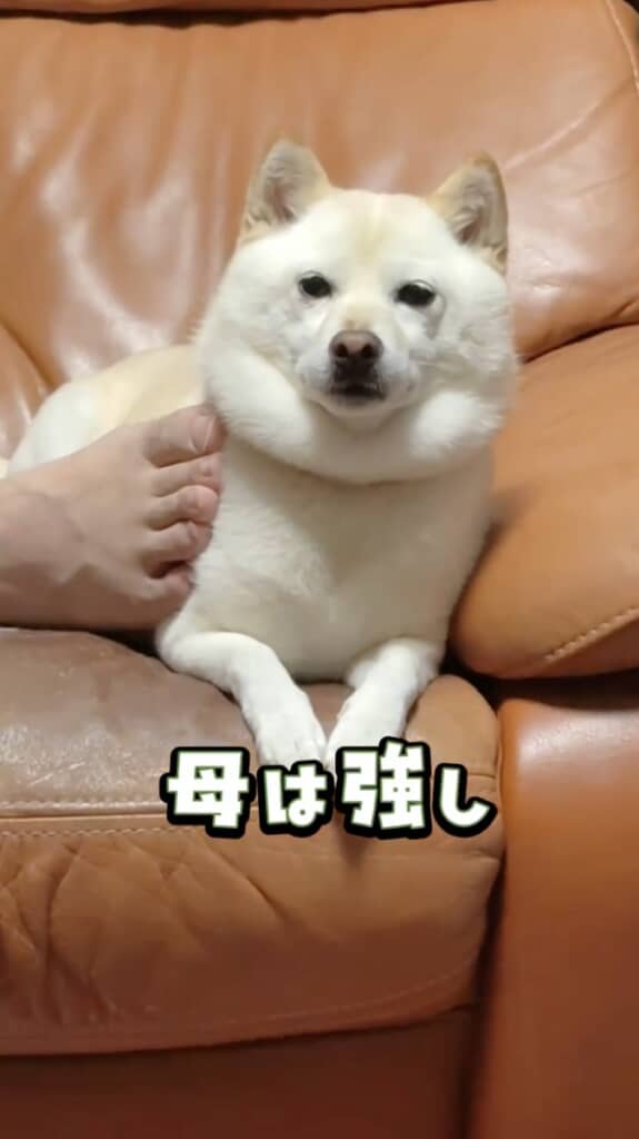 子育てを経てたくましくなったモッチーちゃん