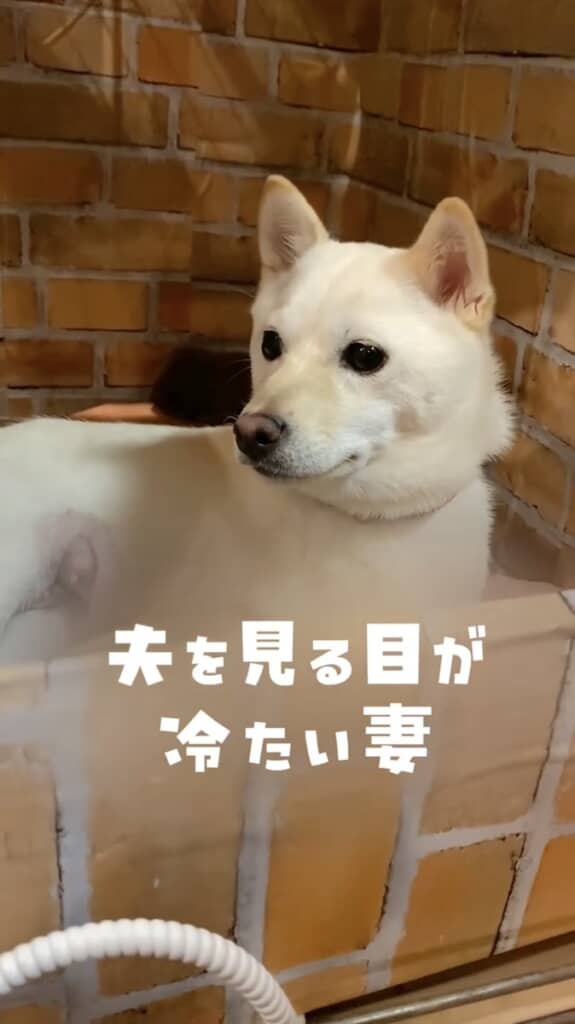 ときには夫に冷たい視線を向けることも