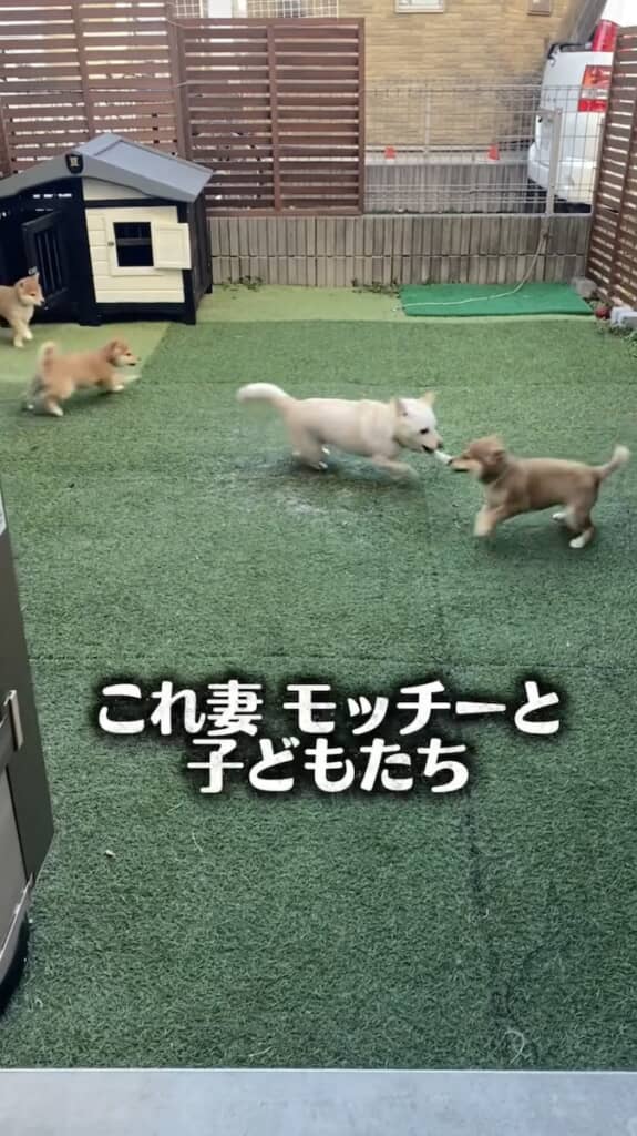 やんちゃな子どもたちを一生懸命育てる妻（中央の白い毛並みの子）