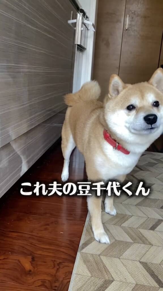 一方、夫の豆千代くんは……