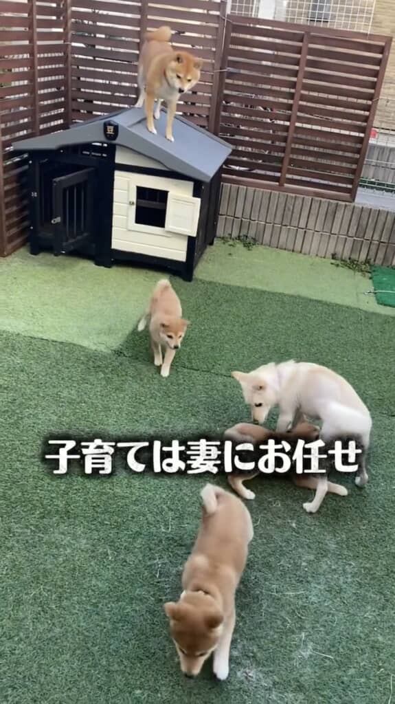 高みの見物を決め込む豆千代くん