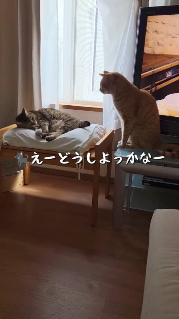 クッションを使いたいちゃーくんと、どいてくれないくーちゃん