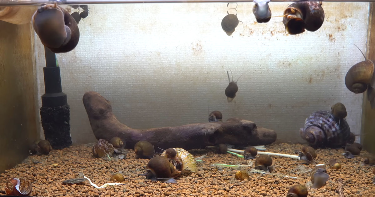 ジャンボタニシだらけの水槽→巨大ムカデを入れたら……　腰を抜かす光景に「すごい」「ついつい見ちゃう」（1/3） | その他生き物 ねとらぼ