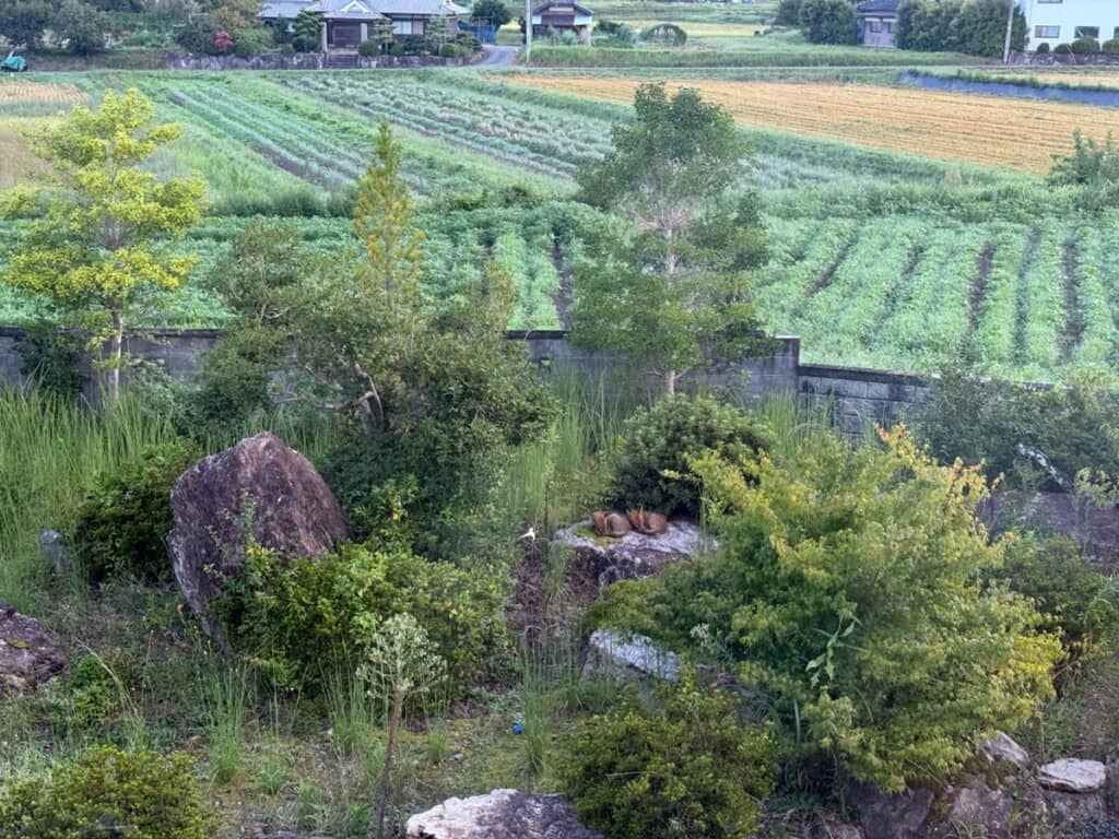 大きな岩の上にある茶色い物体