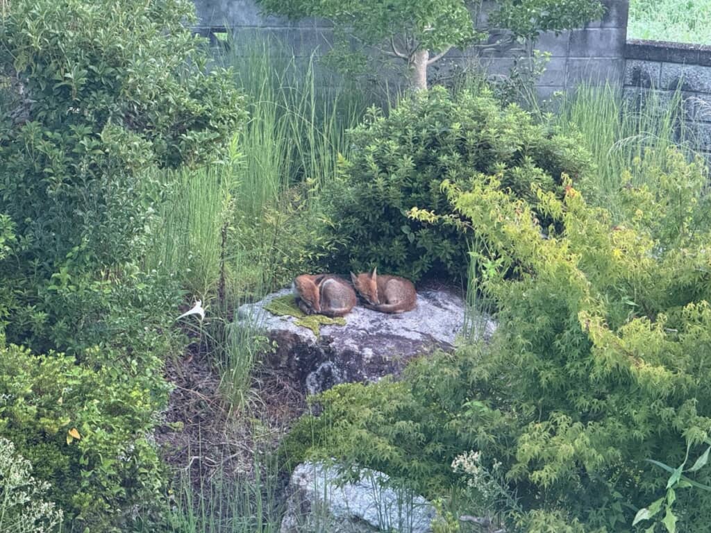 ズーム機能で拡大された茶色い物体