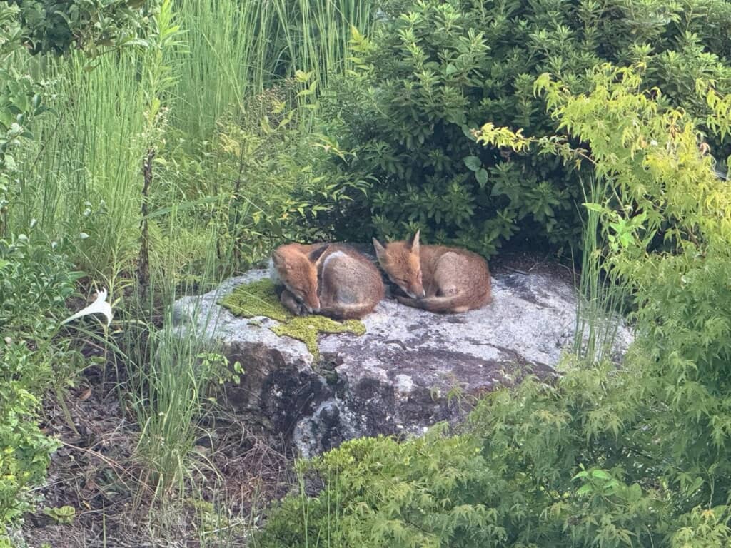 横並びで丸くなって寝ている2匹のキツネ